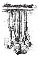 Wall Mural - barnacle, vintage engraving.