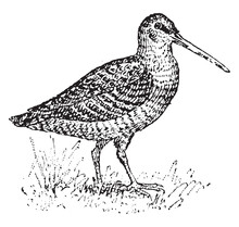 Woodcock, Vintage Engraving.