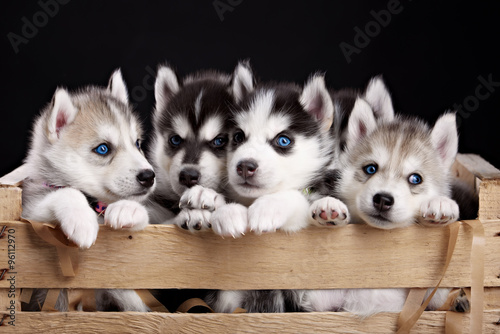 Fototapeta dla dzieci five husky pups