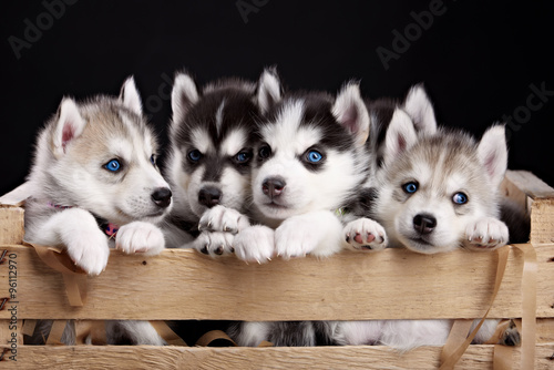 Tapeta ścienna na wymiar five husky pups