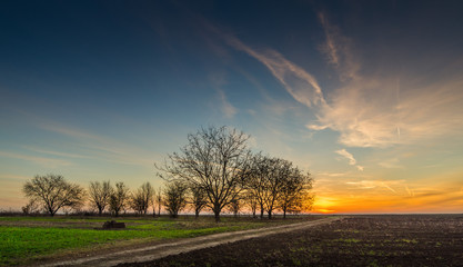 Wall Mural - Sunrise over a field