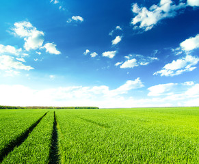 Wall Mural - green field under blue sky with white clouds