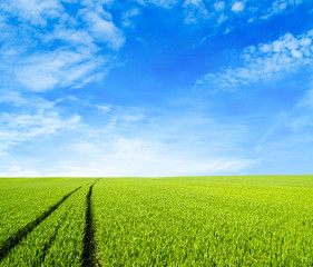 Wall Mural - green field under blue sky with white clouds