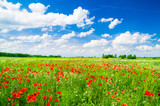 Fototapeta Maki - Vivid poppy field