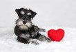 Valentine's Day schnauzer dog