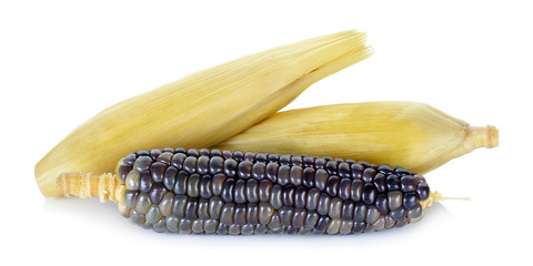 Corn isolated on the white background