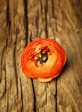 Fototapeta Sawanna - Ranunculus on vintage wooden background