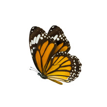 Common Tiger Butterfly , Danaus Genutia , Monarch Butterfly Isol