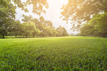 Wall Mural - landscape of park with sunlight
