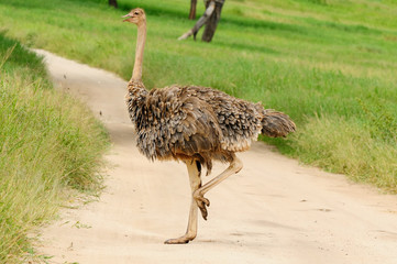 Canvas Print - Wild ostrich, Africa