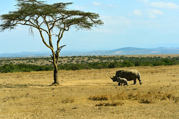 Wall Mural - the tree in the african savanna