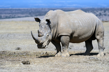 Wall Mural - Rhinoceros