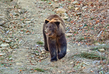 Canvas Print - Carpathian Brown Bear