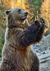 Poster - Carpathian Brown Bear