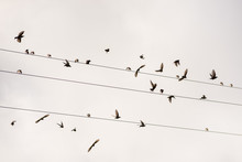 Birds On The Wire  Of Electricity