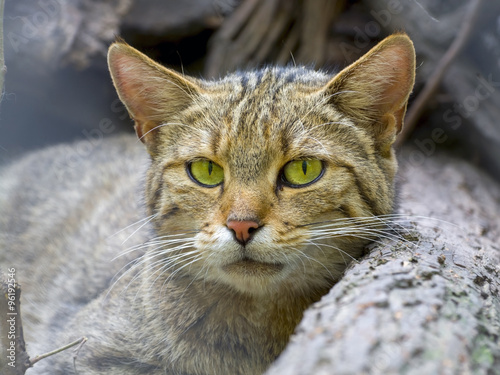 European wild cat (Felis silvestris silvestris) Poster