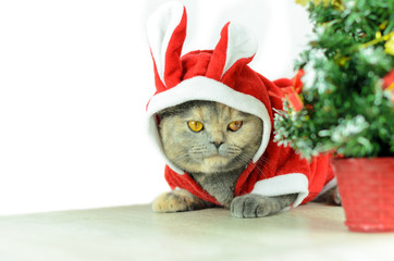 Christmas cat