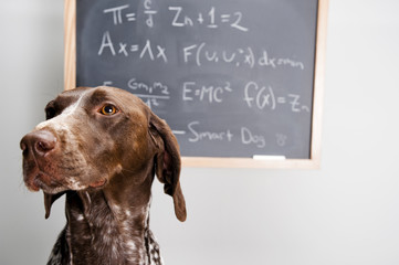 cute dog in front of a chalkboard board has math equations written on it