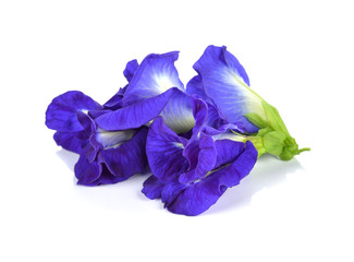 Sticker - Butterfly Pea flower on white background