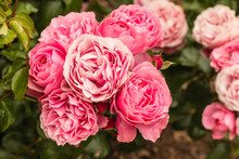 Pink Hybrid Roses In Bloom