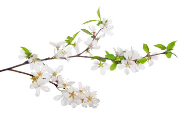 Sticker - cherry tree blossoming branches with bright green leaves