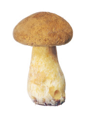 Poster - isolated small yellow velvet bolete