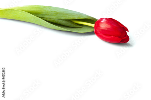 red tulip flower on a stem