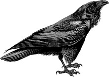 Vintage Drawing Raven