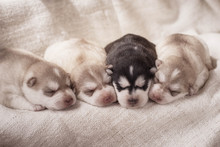 Newborn Siberian Husky Puppies