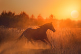 Fototapeta Zachód słońca - horse run on sunset background