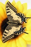 motyl w fotografii makro