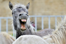 Funny Portrait Of A Laughing Horse. Camargue Horse Yawning,