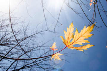 Wall Mural - autumn yellow dry