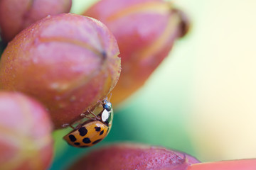 Wall Mural - Lady beetle on a berry