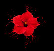 red flower splashes