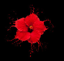 Red Flower Splashes