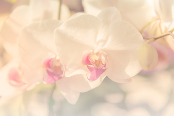 Wall Mural - orchid flower in sofe style for background