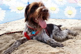 Fototapeta Psy - Wyżeł niemiecki szorstkowłosy na plaży