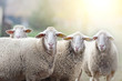 Sheep flock standing on farmland