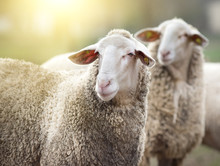 Two Sheep On Farm