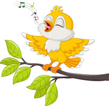 Cute Yellow Bird Singing Isolated On White Background