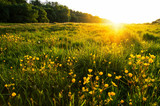 field of spring flowers