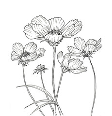 line ink drawing of cosmos flower