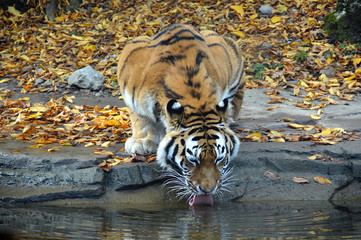 Tiger drinking