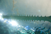 Saw Of Sawfish In Aquarium