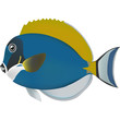 real fish sea life illustration 