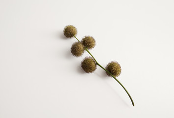 sycamore seed pods