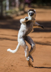 Poster - Dancing Sifaka is jumping. Madagascar. An excellent illustration.