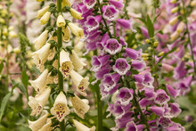 Pink And Yellow Foxglove Flowers