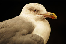Seagull Profile Face